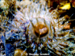 sea anemone illusion. the image was shot by a sea and sea... by Stephen Sanders 